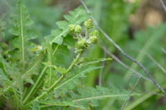 Sonchus daltonii