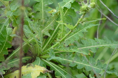 Sonchus daltonii