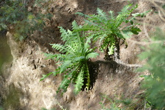 Sonchus daltonii