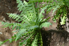 Sonchus daltonii