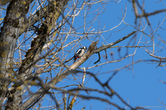 Dendrocopos major