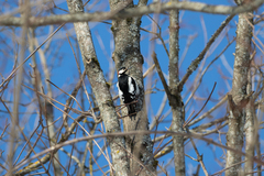 Dendrocopos major