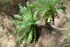 Sonchus daltonii