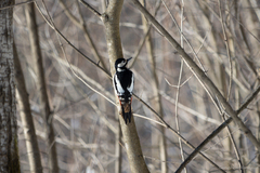 Dendrocopos major