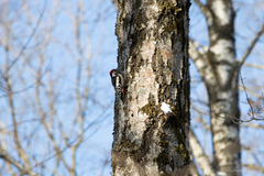 Dendrocoptes medius