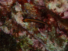 Forsterygion maryannae