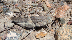 Oedipodinae