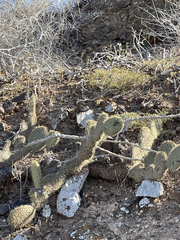 Opuntia pycnantha