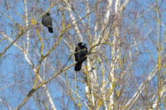 Corvus frugilegus