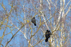 Corvus monedula