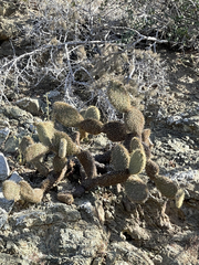 Opuntia pycnantha