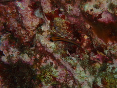 Forsterygion maryannae
