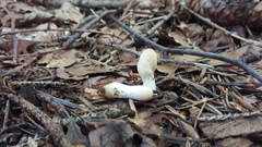 Trichoderma leucopus