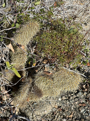 Opuntia pycnantha