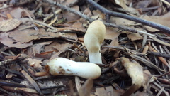 Trichoderma leucopus