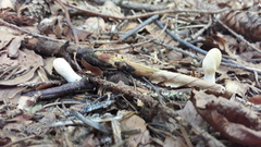 Trichoderma leucopus