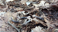 Cudonia confusa