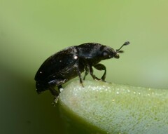 Brassicogethes aeneus