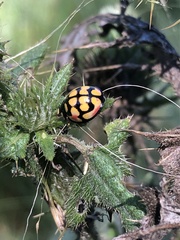 Cheilomenes sulphurea