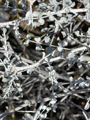 Errazurizia benthamii