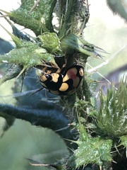 Cheilomenes sulphurea