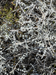 Errazurizia benthamii