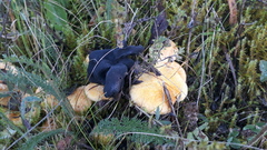 Suillus cavipes