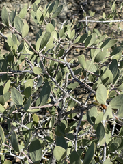 Simmondsia chinensis