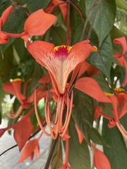 Amherstia