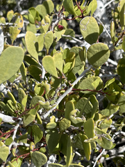 Maytenus phyllanthoides