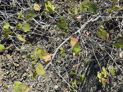 Gossypium davidsonii