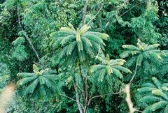 Zanthoxylum gilletii