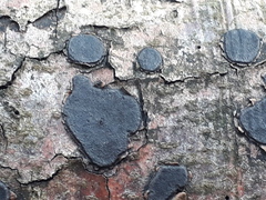 Biscogniauxia nummularia