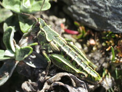 Sigaus australis