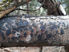 Biscogniauxia nummularia