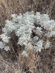Artemisia gorgonum