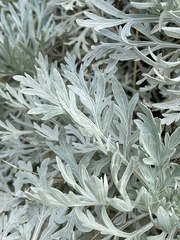 Artemisia gorgonum