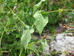 Wissadula amplissima