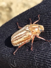 Anoxia australis