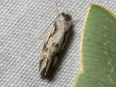 Machetis aphrobola