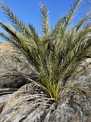 Phoenix dactylifera