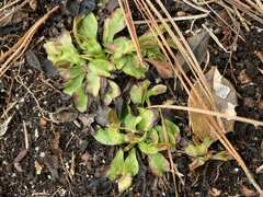Dionaea muscipula