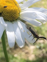 Raphidiinae