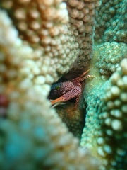 Trapezia rufopunctata