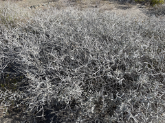 Errazurizia benthamii
