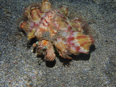 Dardanus pedunculatus