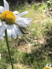 Raphidiinae