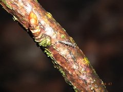 Allocapnia vivipara