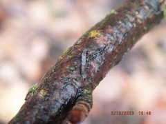 Allocapnia vivipara