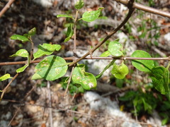 Pisonia aculeata